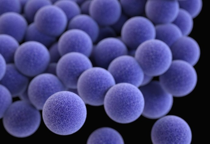 Methicillin-resistant Staphylococcus aureus (MRSA) bacteria Credit: CDC