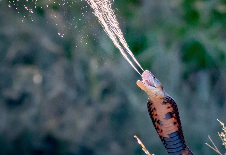 Photo title: Mozambique Spitting Cobra Spitting Photo credit: Hiral Naik