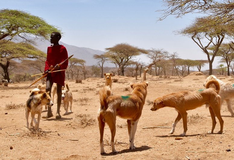  Although dogs in rural Africa are often free-roaming, most are owned and accessible for vaccination. Photo Felix Lankester