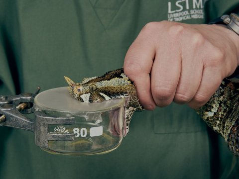 A shot from the news item focusing on snakebite A shot from the news item focusing on snakebite