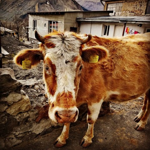 Georgian cow Georgian cow