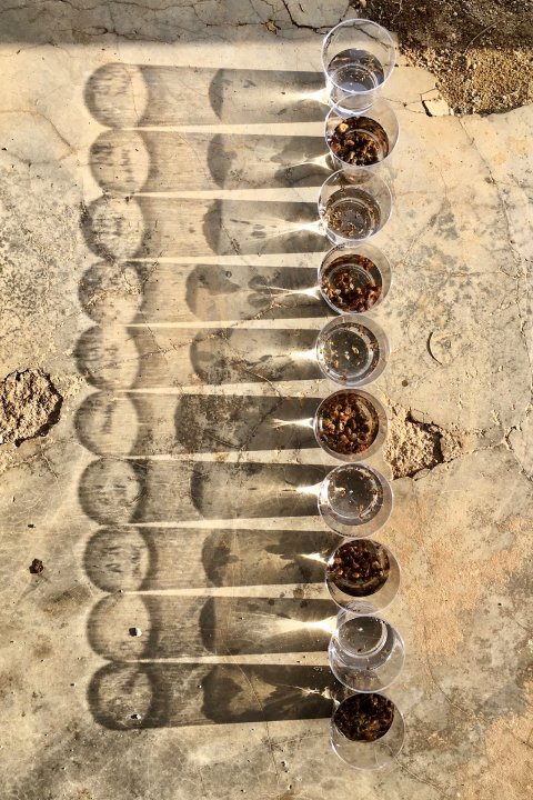 © Zikmund Bartonίček The image “Shedding” depicts exposing snails (Bulinus and Indoplanorbis) to sunlight to provoke trematode – and especially schistosome – cercariae shedding in Barombi Kotto, Cameroon. This research will help efforts to tackle NTDs, including schistosomiasis. © Zikmund Bartonίček The image “Shedding” depicts exposing snails (Bulinus and Indoplanorbis) to sunlight to provoke trematode – and especially schistosome – cercariae shedding in Barombi Kotto, Cameroon. This research will help efforts to tackle NTDs, including schistosomiasis.