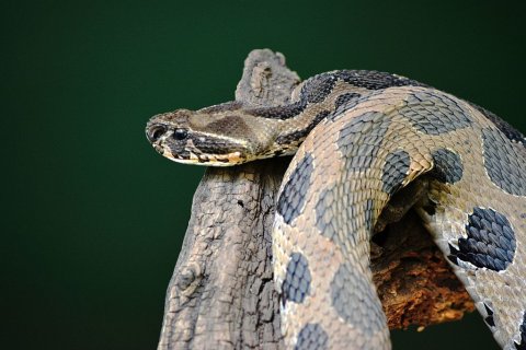 Russell's viper habitat picture