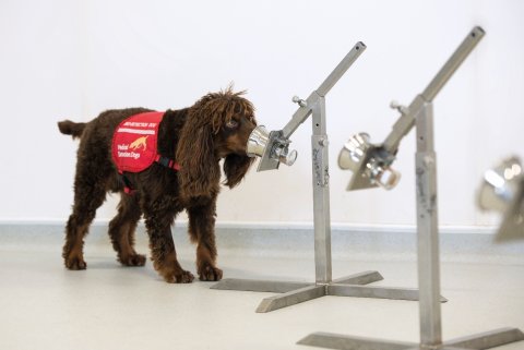 Asher (pictured) is one of six dogs being trained to detect COVID-19 infection through odour samples collected from thousands of participants. Asher (pictured) is one of six dogs being trained to detect COVID-19 infection through odour samples collected from thousands of participants.
