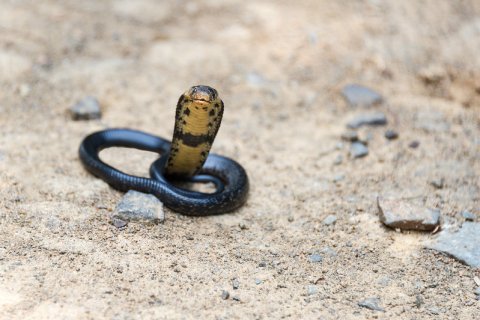 Forest cobra. credit: Steve Slater Forest cobra. credit: Steve Slater