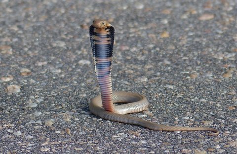Mozambique spitting cobra. Credit: Bernard Dupont Mozambique spitting cobra. Credit: Bernard Dupont