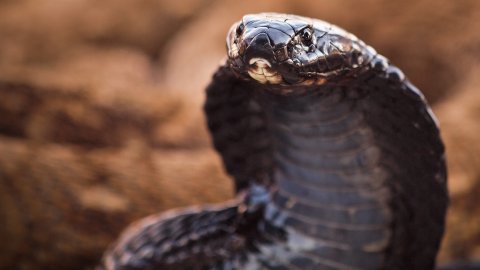 Black-necked spitting cobra, Naja nigricollis Black-necked spitting cobra, Naja nigricollis