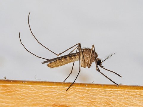 Culex_pipiens mosquito (Global Vector Hub)