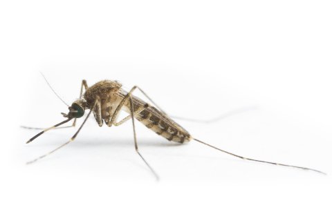 Culex annulirostris Credit: Mosquito Control Laboratory, QIMR Berghofer Medical Research Institute, Brisbane Culex annulirostris Credit: Mosquito Control Laboratory, QIMR Berghofer Medical Research Institute, Brisbane