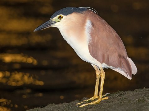 Nycticorax caledonicus Nankeen night heron Credit: JJ Harrison (httpswww.jjharrison.com.au) CC license Nycticorax caledonicus Nankeen night heron Credit: JJ Harrison (httpswww.jjharrison.com.au) CC license