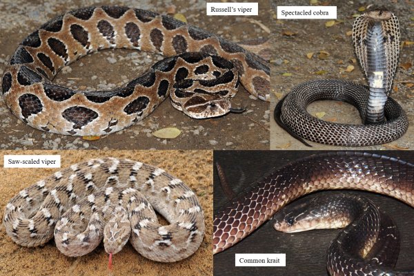 India’s four most dangerous snakes: Russell’s viper (Daboia russelii); saw-scaled viper (Echis carinatus sochureki); spectacled (common) cobra (Naja naja); and common krait (Bungarus caeruleus). 