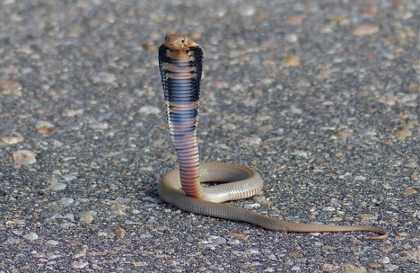 Mozambique spitting cobra. Credit: Bernard Dupont