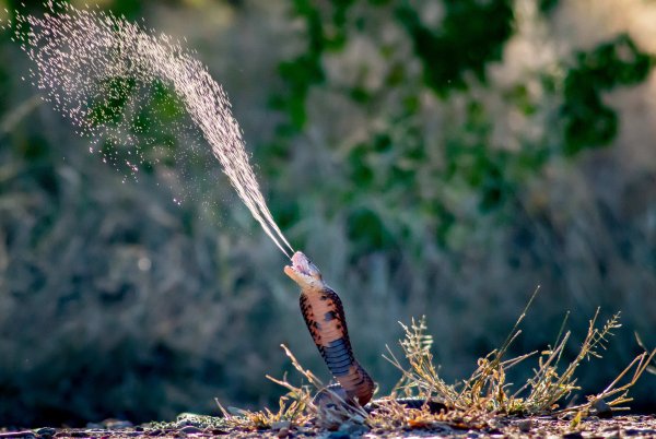 Photo title: Mozambique Spitting Cobra Spitting Photo credit: Hiral Naik